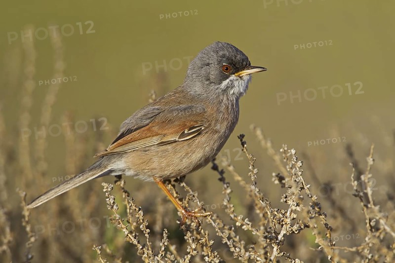 Spectacled Warbler (Sylvia conspicillata) male, Spain