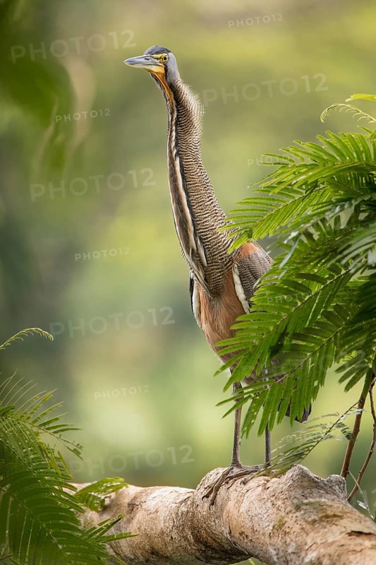 Bare-throated Tiger Heron, Tortuguero National Park, Costa Rica