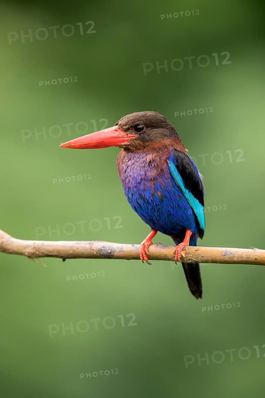 Javan Kingfisher (Halcyon cyanoventris), East Java, Indonesia