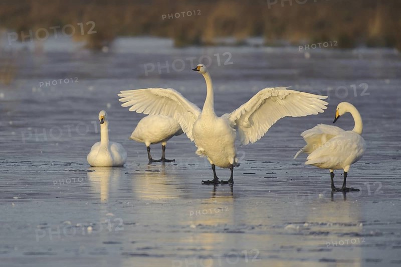 Whooper Swan (Cygnus cygnus), Lower Saxony, Germany
