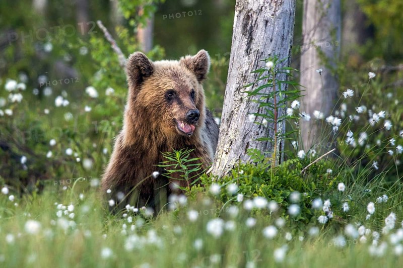 European brown bear (Ursus arctos), Europe, Scandinavia, Finland