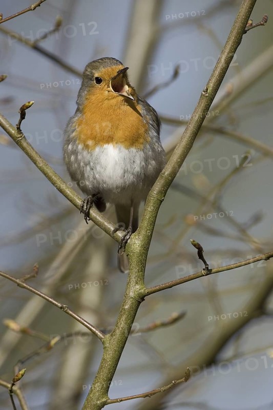 European Robin (Erithacus rubecula) singing, North Rhine-Westphalia, Germany