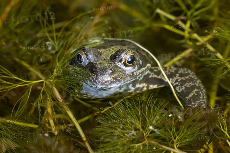 Common frog (Rana temporaria) adult amphibian on the water surface of a garden pond amongst pond weed in summer, Suffolk, England, United KIngdom