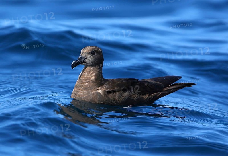 Jouanin's Petrel (Bulweria fallax), Dofhar, Oman