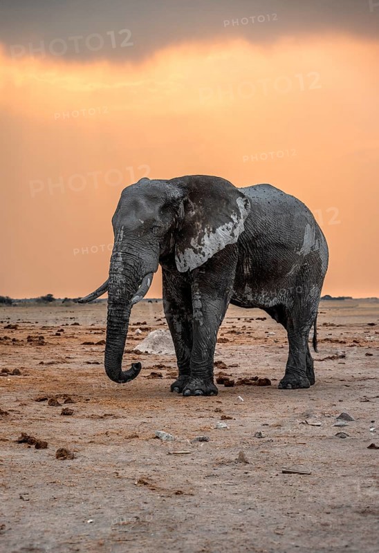 African elephant (Loxodonta africana), elephant at sunset, Nxai Pan National Park, Botswana Botswana