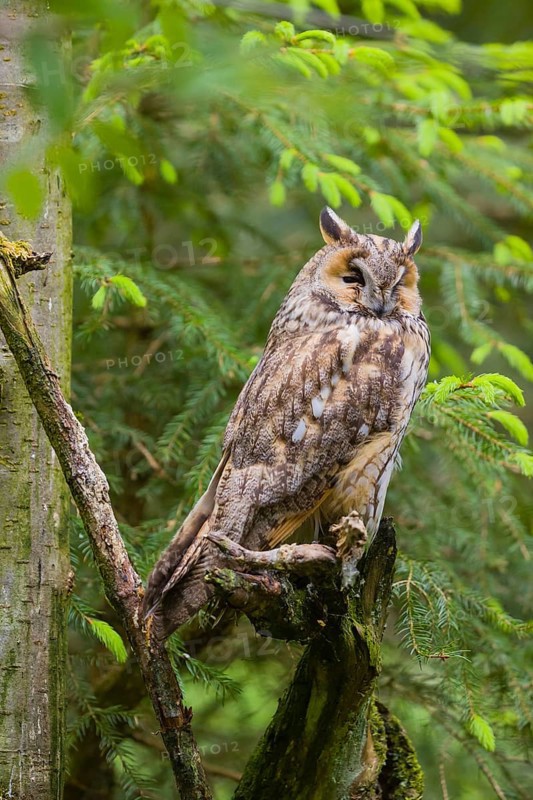 One long-eared owl (Asio otus), sitting on a branch of a tree, between green leaves
