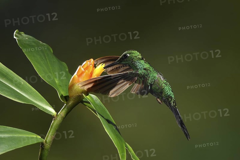 Green-crowned Brilliant (Heliodoxa jacula) female flying while feeding at a flower, Bosque de Paz, Costa Rica