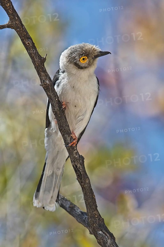 White-crested Helmetshrike (Prionops plumatus) perched on a branch, Etosha, Namibia