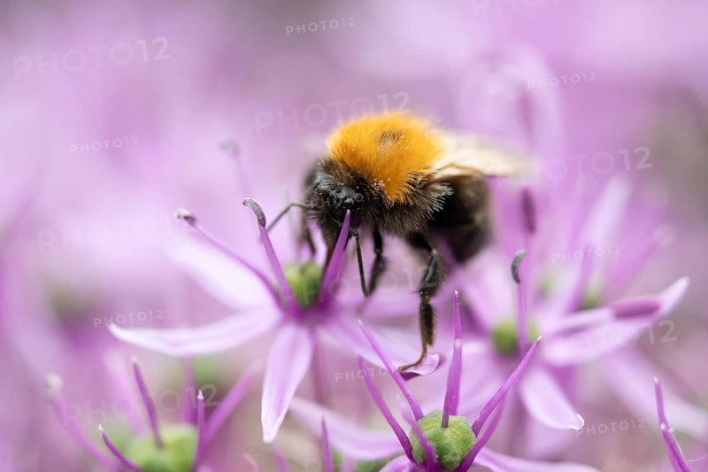 Tree bumblebee (Bombus hypnorum) adult bee insect feeding on a garden purple Allium flower in summer, England, United Kingdom