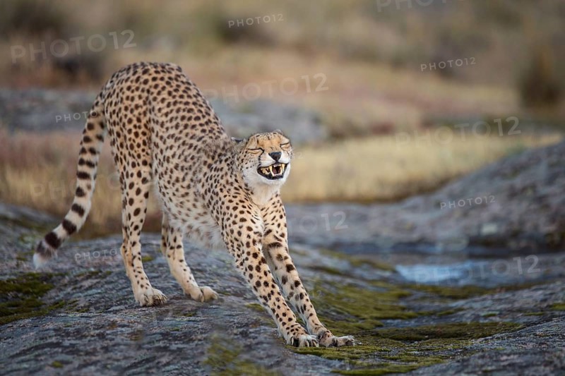 Cheetah (Acinonyx jubatus) captive, female stretching, Castile-La Mancha, Spain