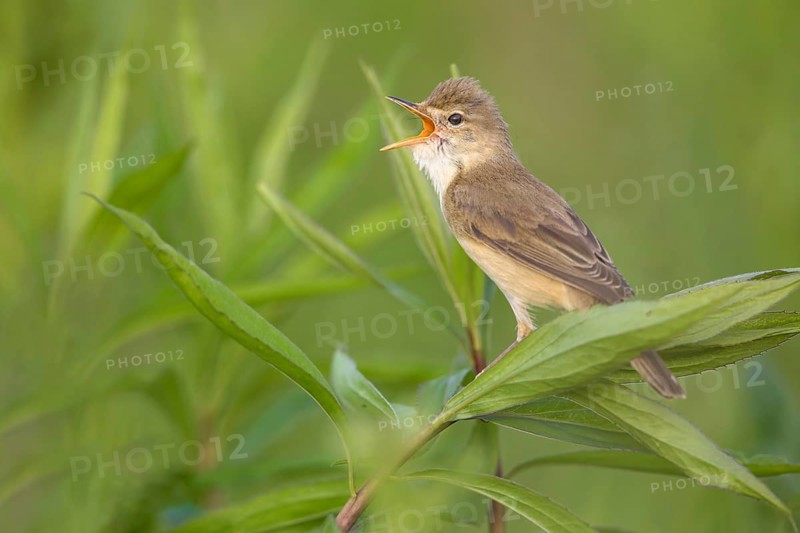 Marsh Warbler (Acrocephalus palustris) male singing, Poland