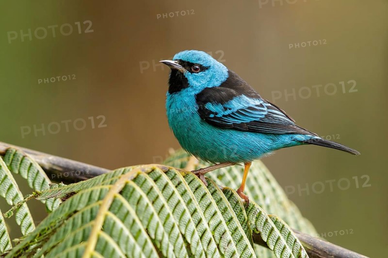 Blue Dacnis (Dacnis cayana) perched on a branch in the Atlantic Rainforest Region of Brazil