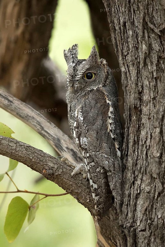 Afrikaanse Dwergooruil, African Scops-Owl, Otus senegalensis