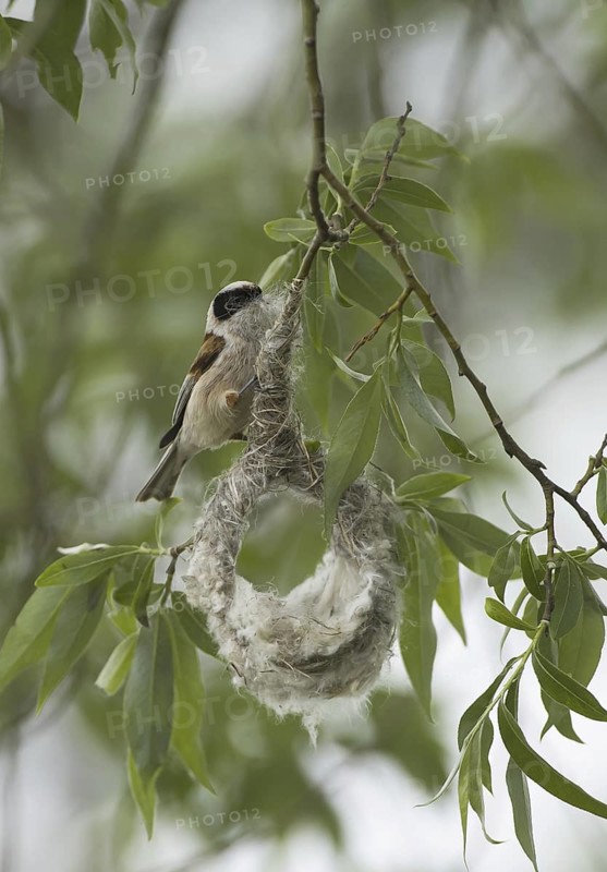 Eurasian Penduline Tit (Remiz pendulinus) male, Brandenburg, Germany