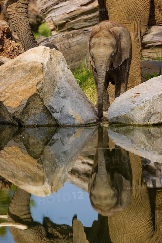 Adult female African elephant (Loxodonta africana) with 4 month old baby at a water hole, with reflection of elephants