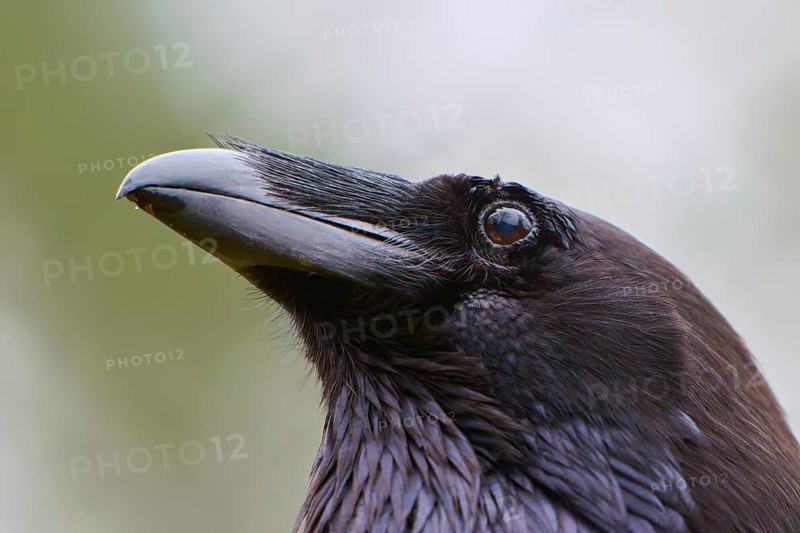 Close-up of a raven with a distinctive beak and shiny black plumage, common raven (Corvus corax), Hesse, Germany