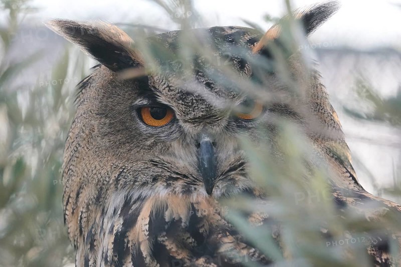 A Eurasian eagle owl gazes through foliage, showcasing its striking orange eyes and patterned feathers. The image captures the owl intense and majestic presence on the branches of a tree