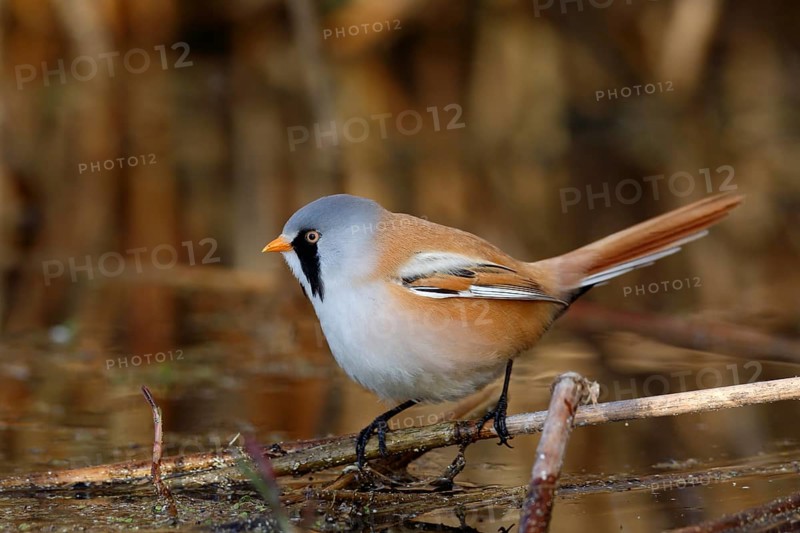 Bearded Reedling (Panurus biarmicus) male foraging in reedbed, Mecklenburg-Western, Pomerania, Germany