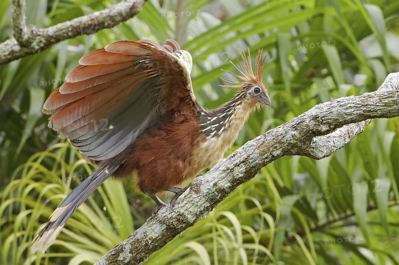 Hoatzin (Opisthocomus hoazin), Ecuador
