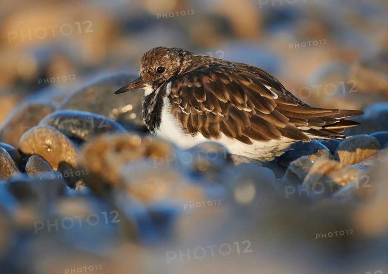 Ruddy Turnstone (Arenaria interpres), Asturias, Spain