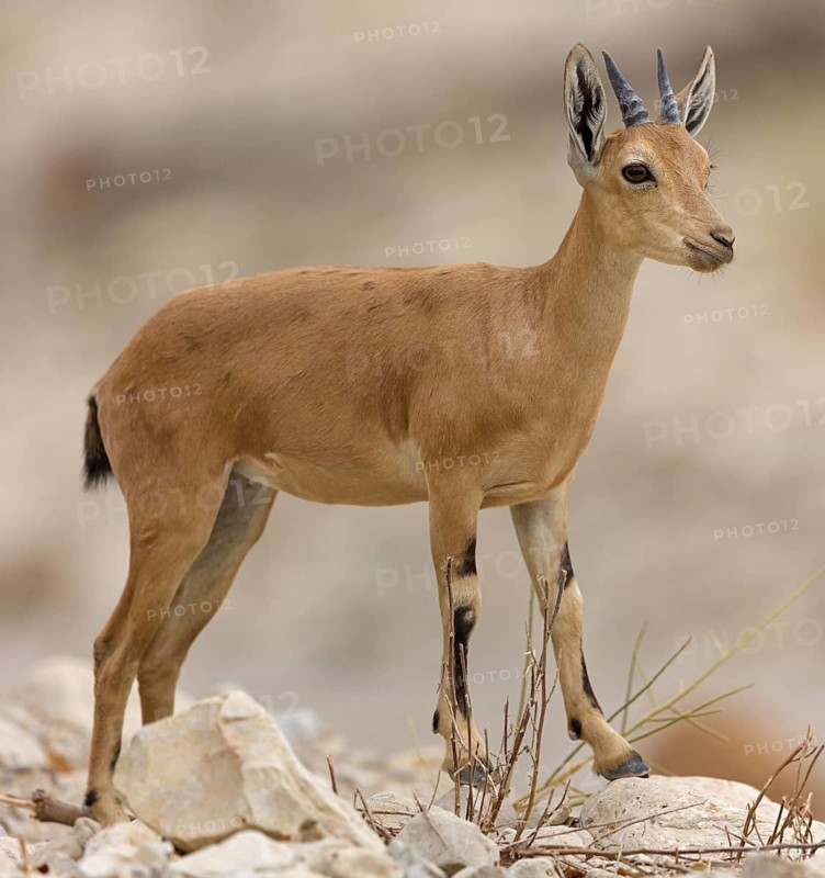 Nubian ibex, Nubian ibex, (Capra nubiana), animals, mammal, young animal, animal kids, Ein Gedi Reserve, En Gedi, HaDarom, Israel