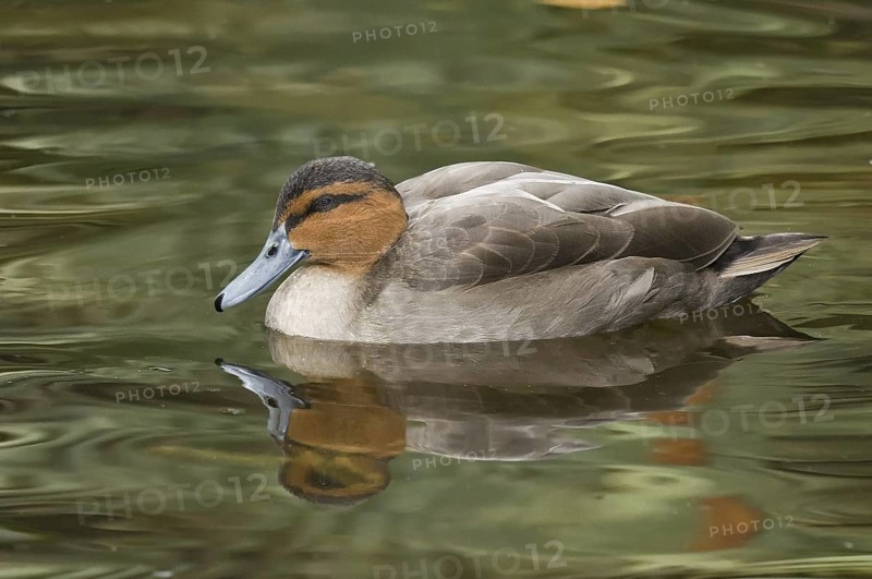 Philippine Duck (Anas luzonica), Florida, USA