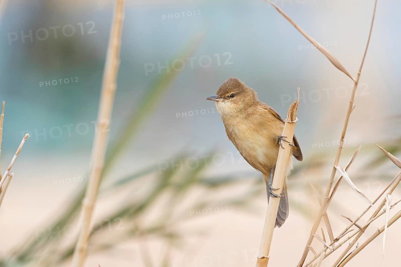 Stentorrohrsänger, Clamorous Reed Warbler, Clamorous Reed-Warbler, Acrocephalus stentoreus, Rousserolle stentor, Carricero Estentóreo