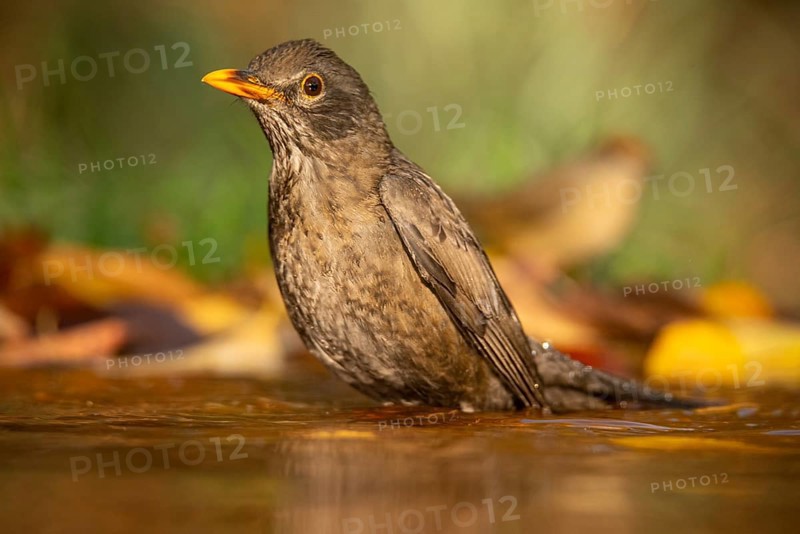 A Common blackbird (Turdus merula) enjoys a refreshing bath in a serene water pool surrounded by fallen autumn leaves