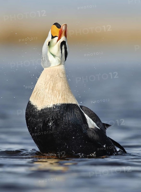 King Eider (Somateria spectabilis) male, Alaska, USA