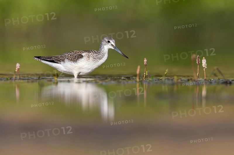 Common Greenshank (Tringa nebularia) foraging, Poland