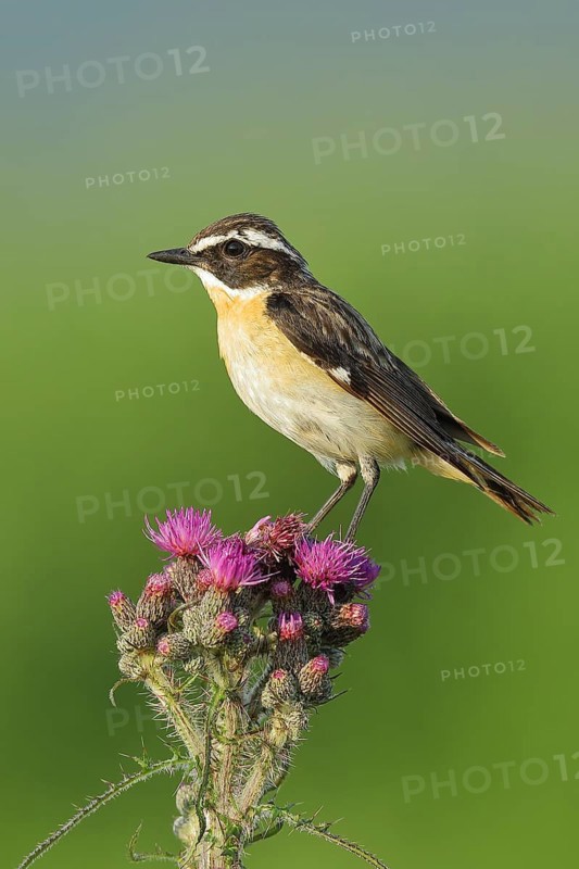 Whinchat (Saxicola rubetra), male sitting on a flowering marsh thistle (Cirsium palustre), North Rhine-Westphalia, Germany