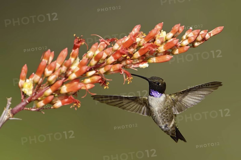 Black-chinned Hummingbird (Archilochus alexandri), Arizona, USA