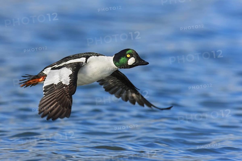 Common Goldeneye (Bucephala clangula) male flying, British Columbia, Canada