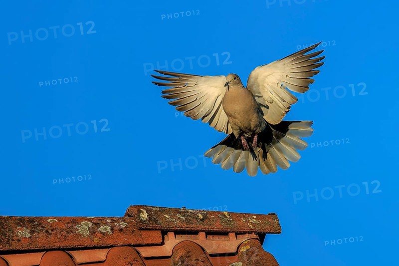 Pigeon soaring towards a tiled roof against a blue sky, Eurasian Collared Dove (Streptopelia decaocto), wildlife, Germany