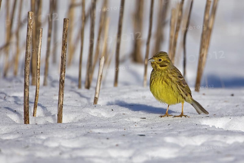 Yellowhammer (Emberiza citrinella), Saxony-Anhalt, Germany