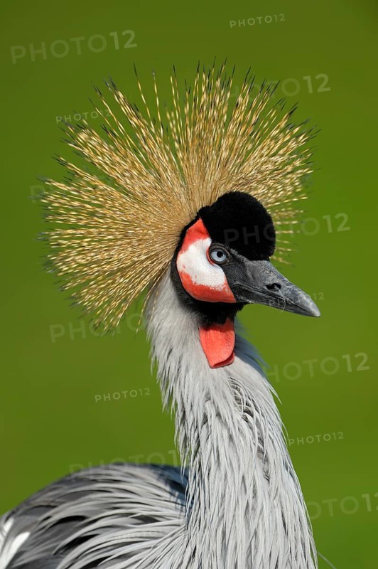 Ostafrikanischer Kronenkranich (Balearica regulorum), Grey crowned crane, Portrait, April, Heimat: oestliches und suedliches Afrika, captive, Zoo, Nordrhein-Westfalen, Deutschland
