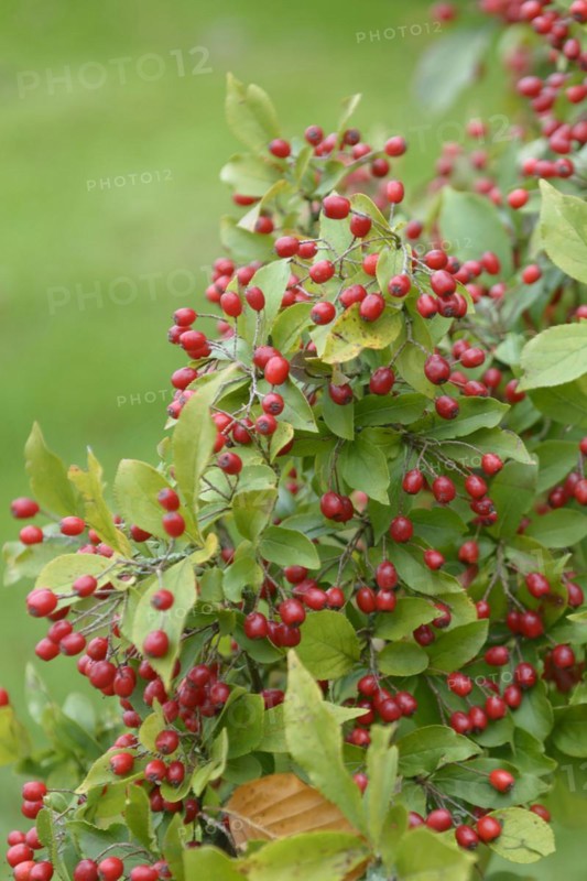 Warty loquat (Photinia villosa), Rhododendron Park Gristede, Gristede, Lower Saxony, Germany