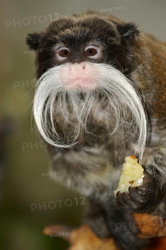 Emperortamarin (Saguinus imperator), captive, occurrence in South America