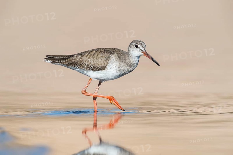 Common Redshank (Tringa totanus) foraging in shallow water, Eilat, Israel