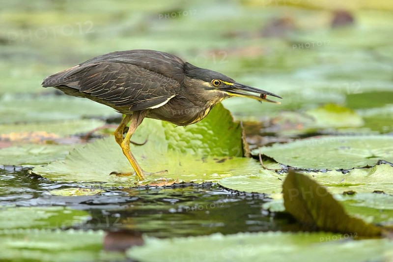 Striated Heron (Butorides striata), Sabah, Malaysia