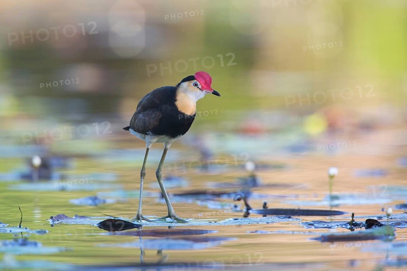 Comb-crested Jacana (Irediparra gallinacea), Queensland, Australia