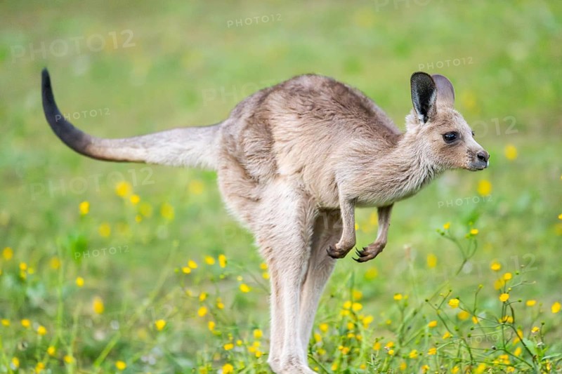 Eastern Gray Kangaroo (Macropus giganteus) youngster jumping on a meadow, captive, Germany