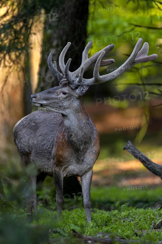 The voices of people in the distance make the red deer (Cervus elaphus) sit up and take notice, red deer, velvet antlers, spring, change of coat, Germany