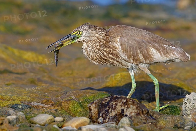 Animal, animals, bird, birds, heron, paddy heron, (Ardeola grayii), heron family, biotope, habitat, waters, foraging, Arabian Peninsula Muscat, Quarayyat, Oman, Middle East