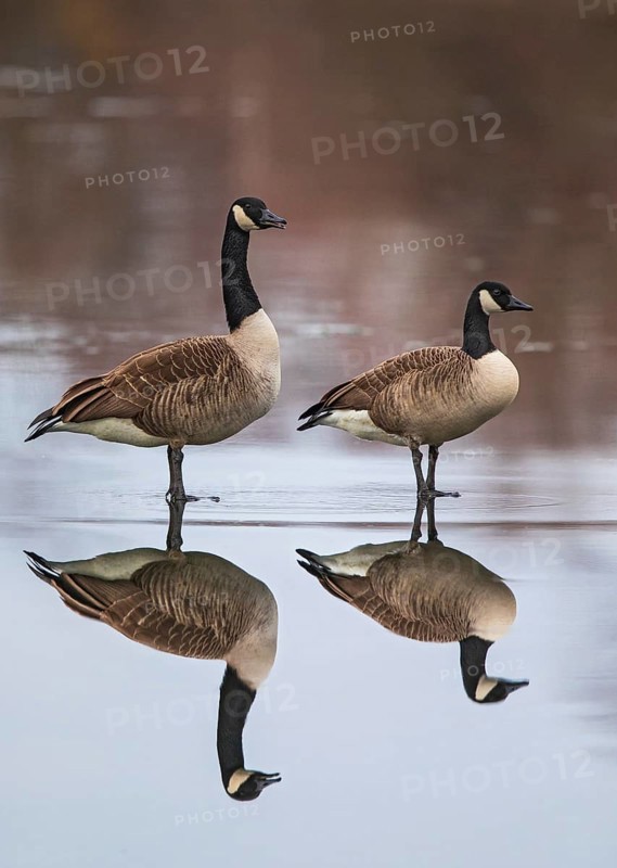 Canada Goose (Branta canadensis) pair on ice, Baden-Wuerttemberg, Germany