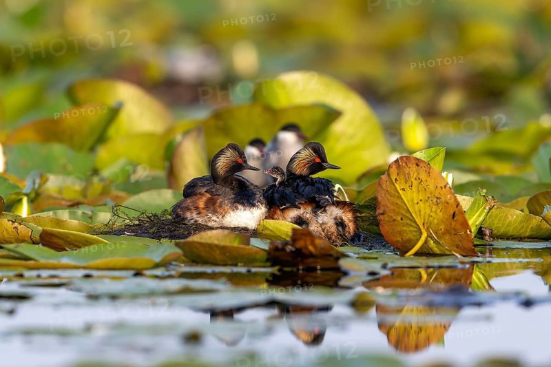 Black-necked Grebe (Podiceps nigricollis) at the nest with young, Danube Delta, Romania