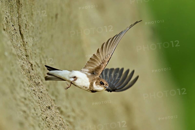 Sand martin (Riparia riparia), taking off from its breeding tube, Reussegg nature reserve, Canton Aargau, Switzerland