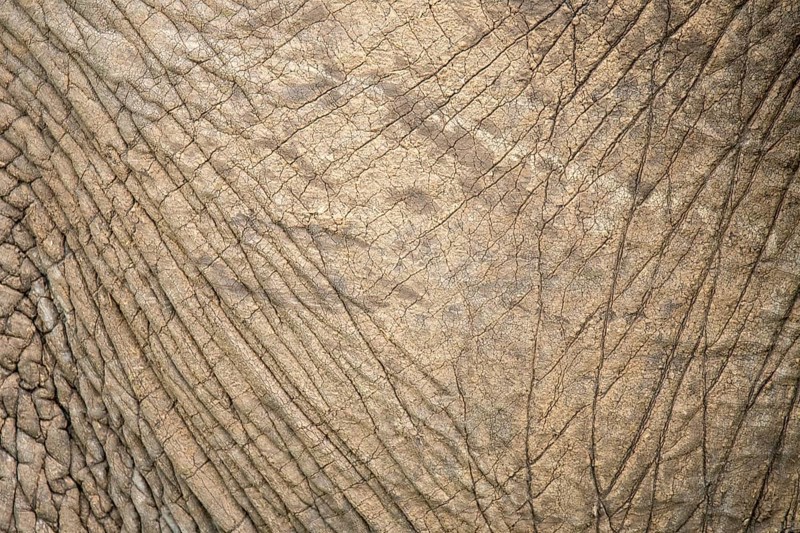 Close-up of an elephant's textured skin captured during a safari in the Masai Mara, Kenya. The intricate patterns showcase the beauty and resilience of these majestic creatures