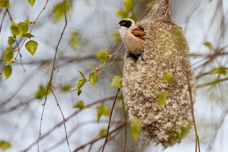 Eurasian Penduline Tit (Remiz pendulinus) male singing in nest, Poland