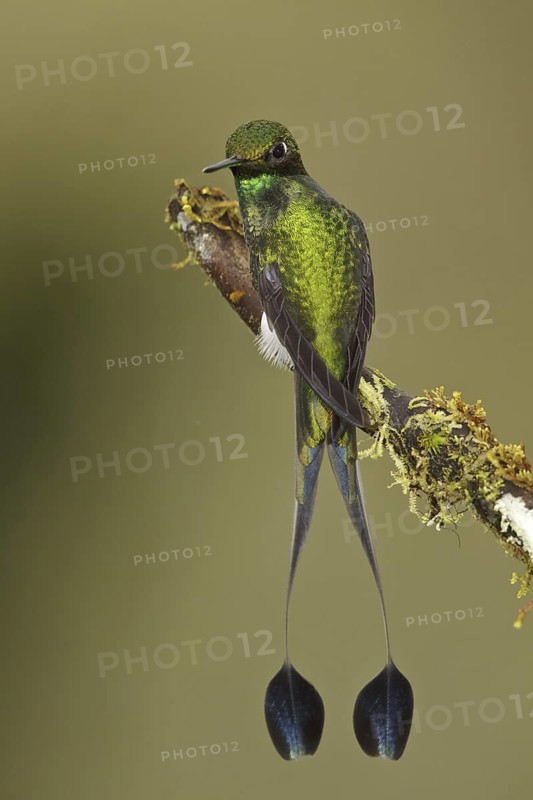 Booted Racket-tail (Ocreatus underwoodii), Ecuador